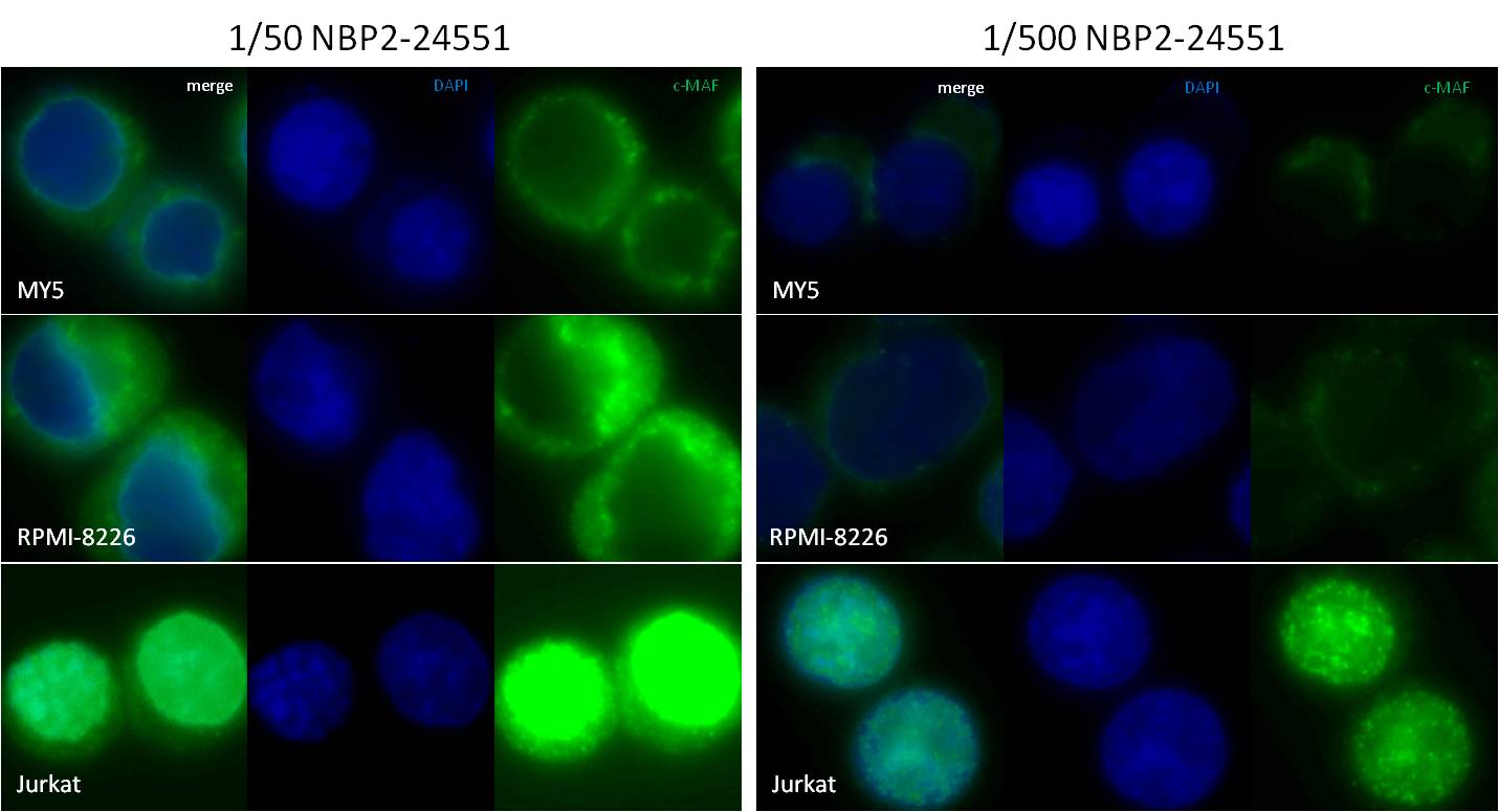 c-Maf Antibody - BSA Free NBP2-24551