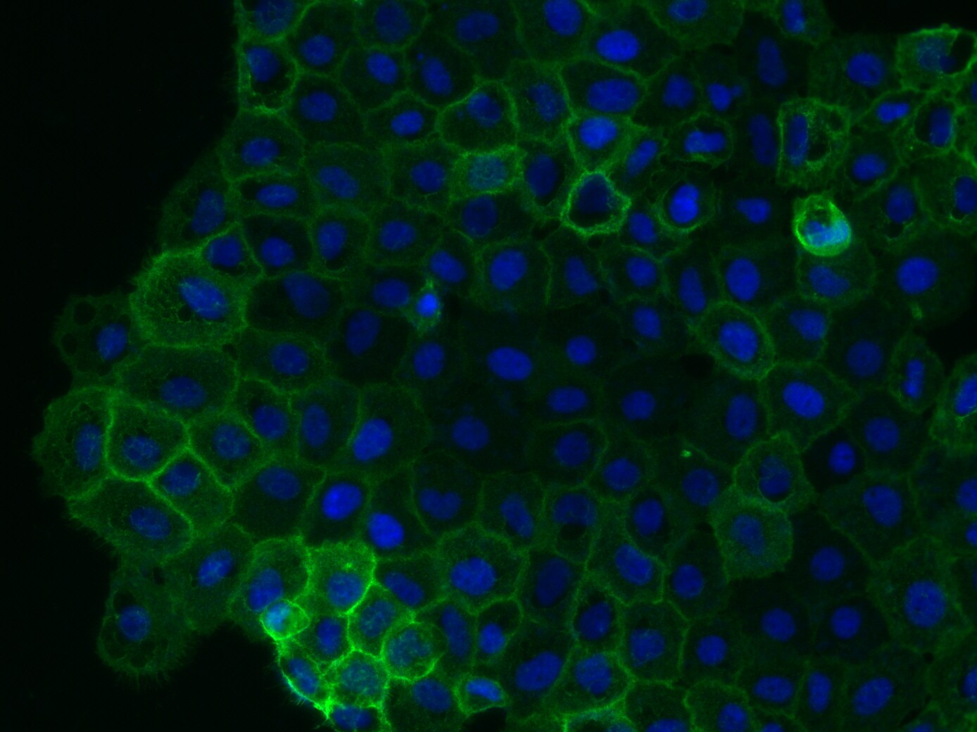 CD44 Antibody (MEM-263) - BSA Free NB500-481