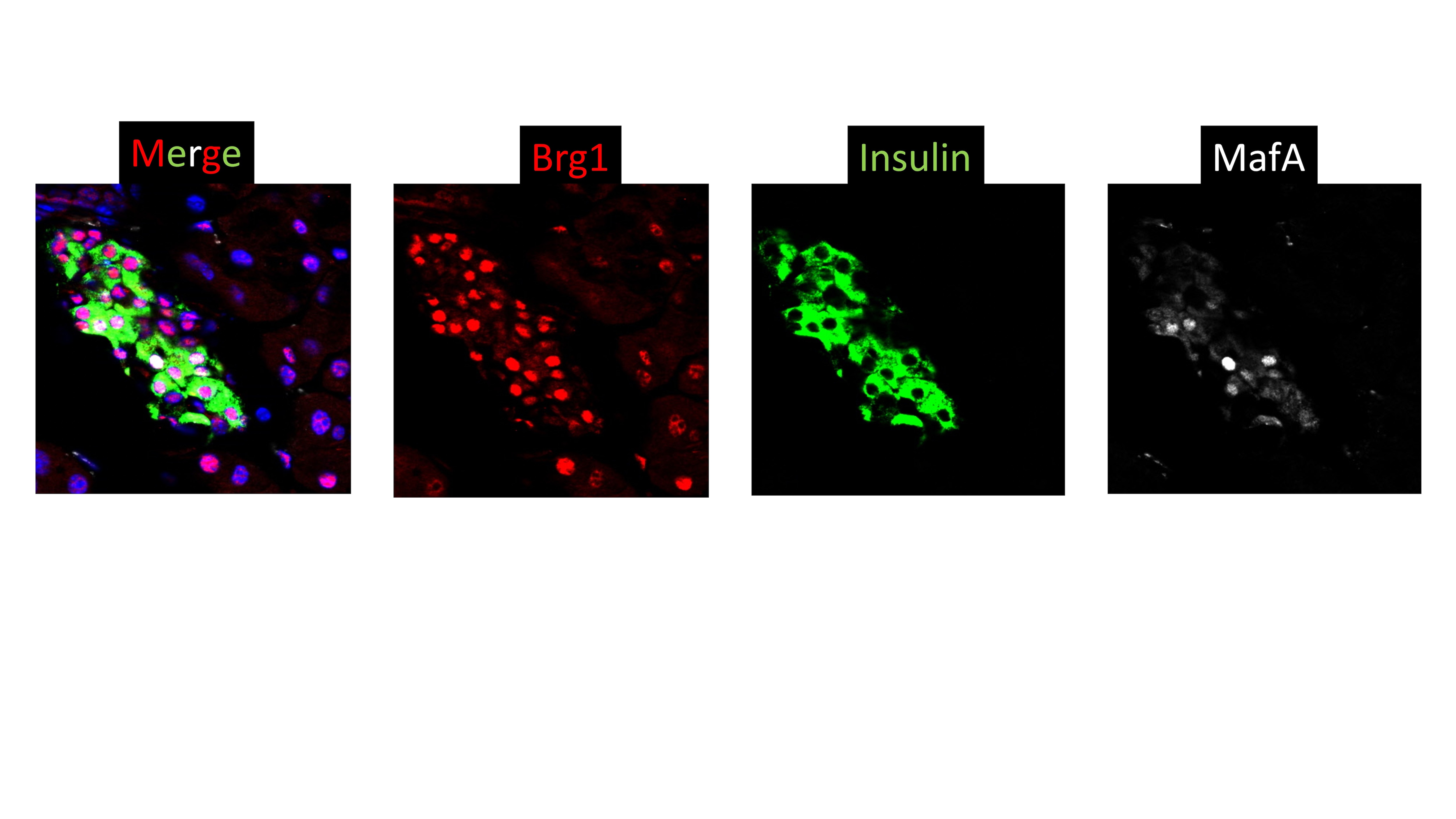 Human Brg1 Antibody AF5738