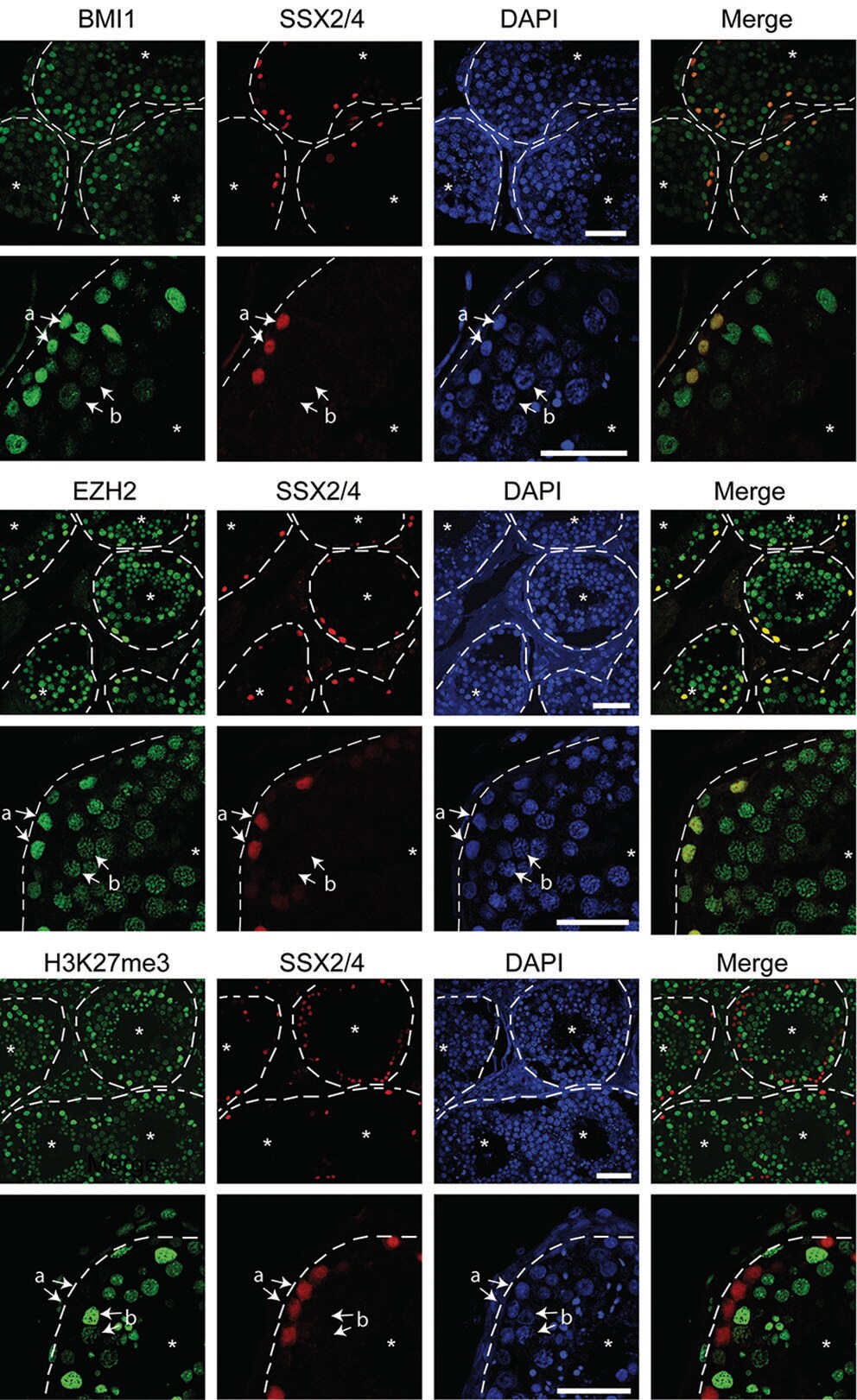 SSX2 Antibody (1A4) - Azide and BSA Free H00006757-M01