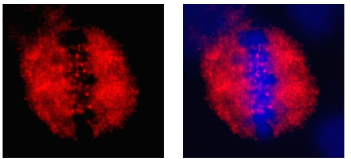 CENPF Antibody - BSA Free NB500-101