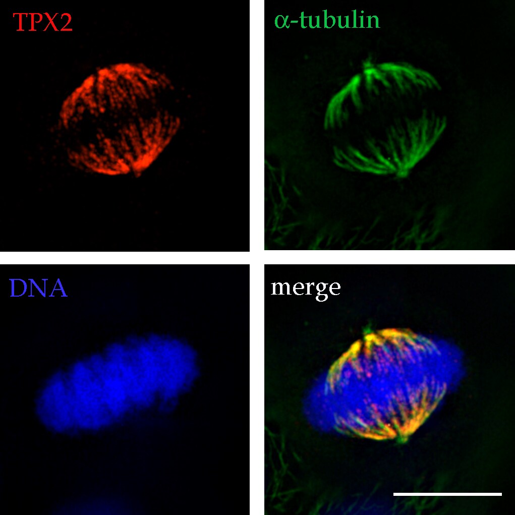TPX2 Antibody - Azide and BSA Free NB500-179