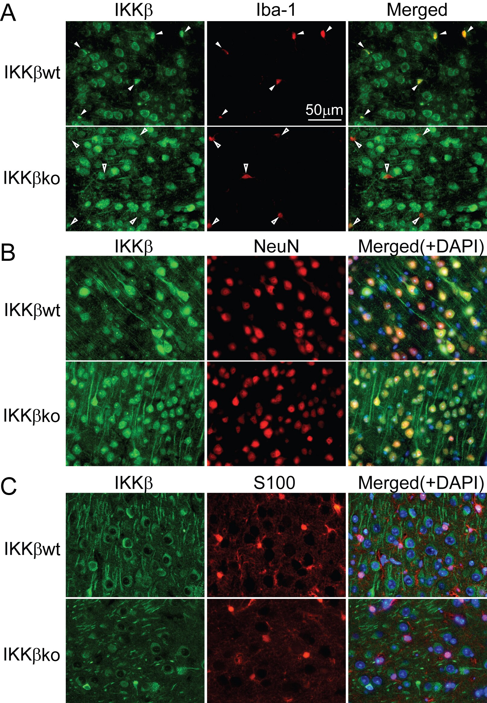 IKK beta Antibody NB600-477