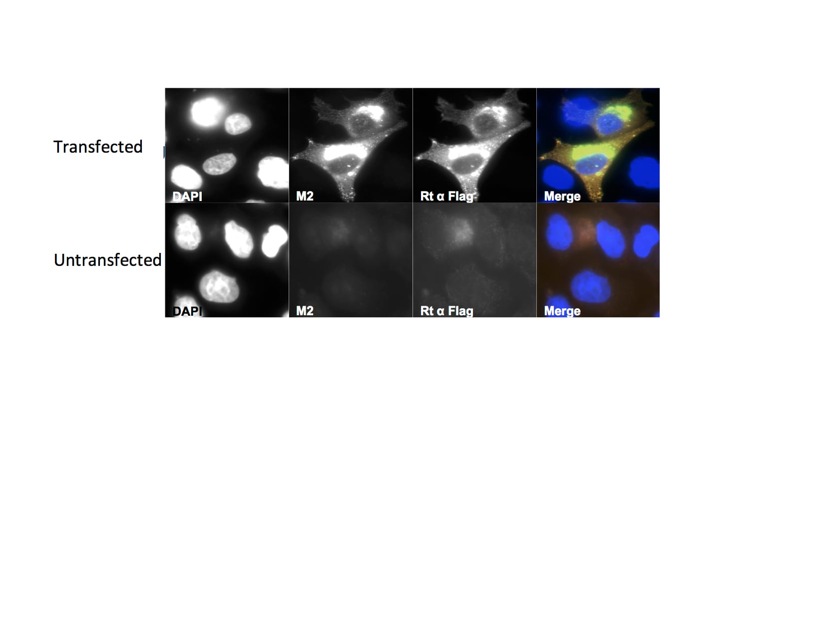DYKDDDDK Epitope Tag Antibody (L5) - BSA Free NBP1-06712
