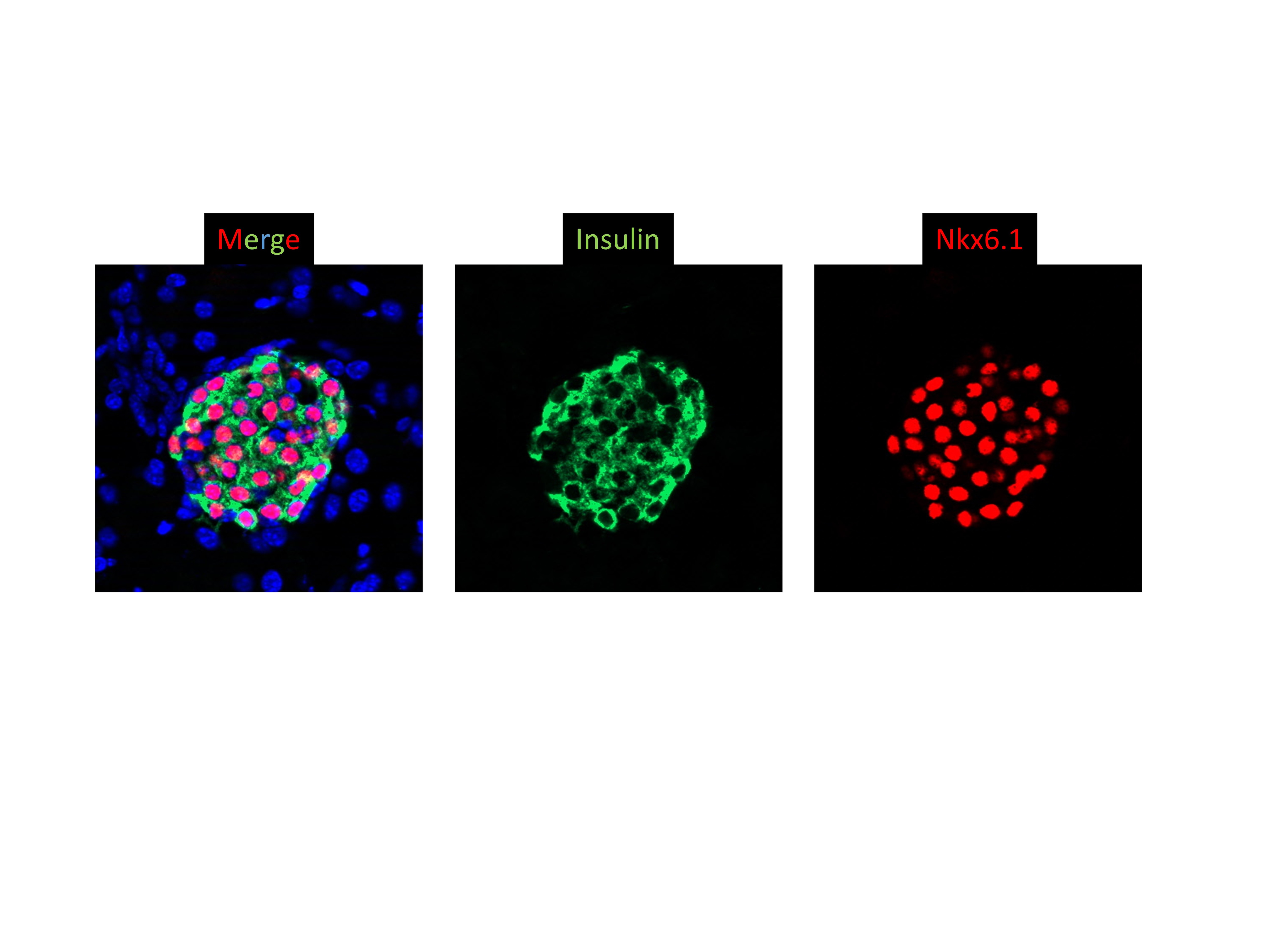 NKX6.1 Antibody - BSA Free NBP1-49672