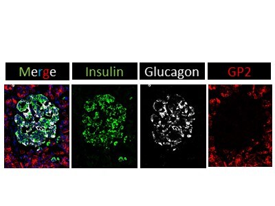 GP2 Antibody - BSA Free NBP1-86061