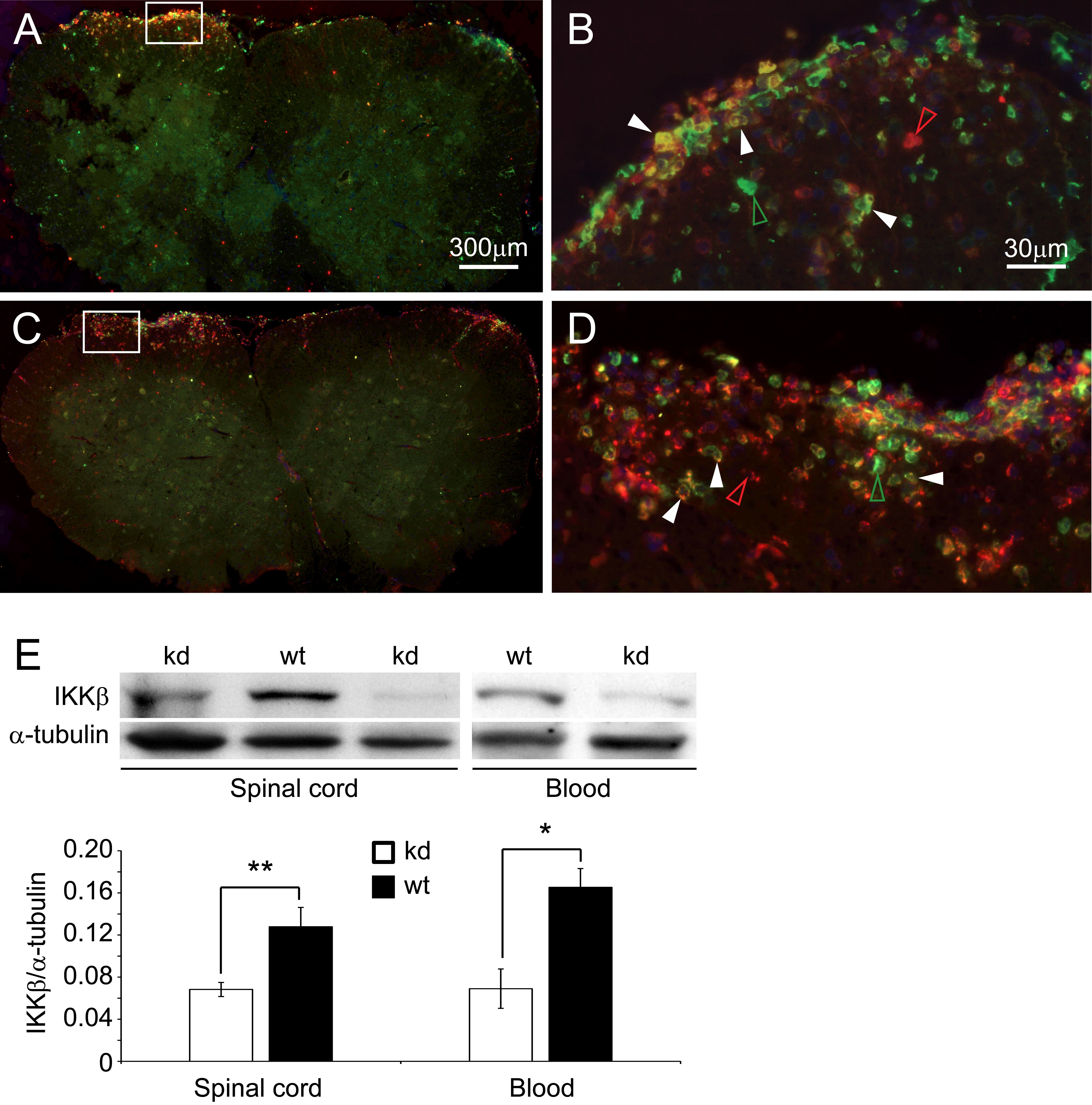 Neutrophils Antibody (RM0028-3G23) - Azide and BSA Free NBP2-12439