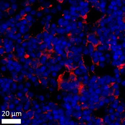 BST2 Antibody - BSA Free NBP2-27154