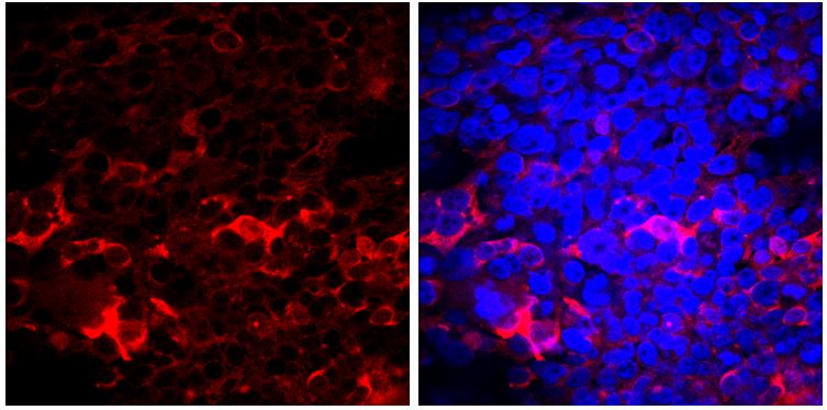 CRISPR-Cas9 Antibody (7A9-3A3) - N-Terminus - BSA Free NBP2-36440
