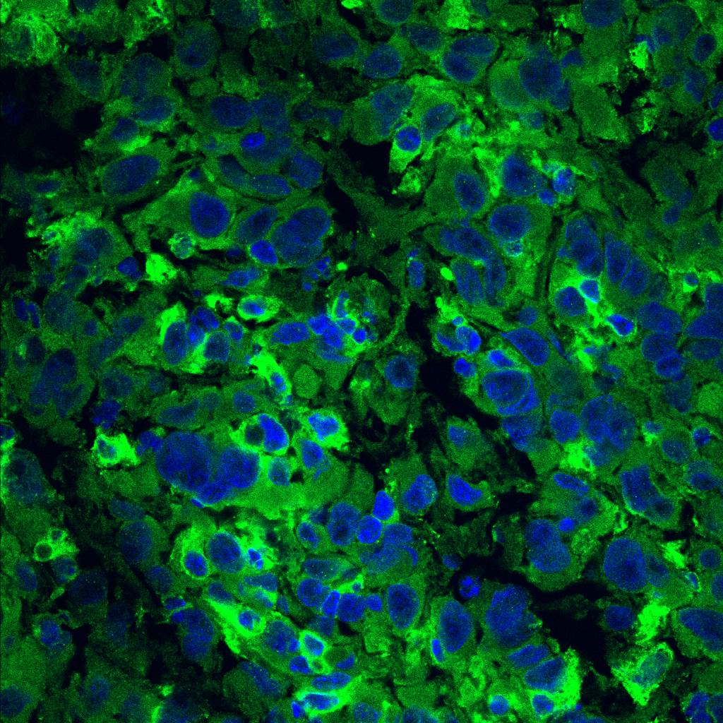 Human CTLA‑4 Antibody AF-386-PB