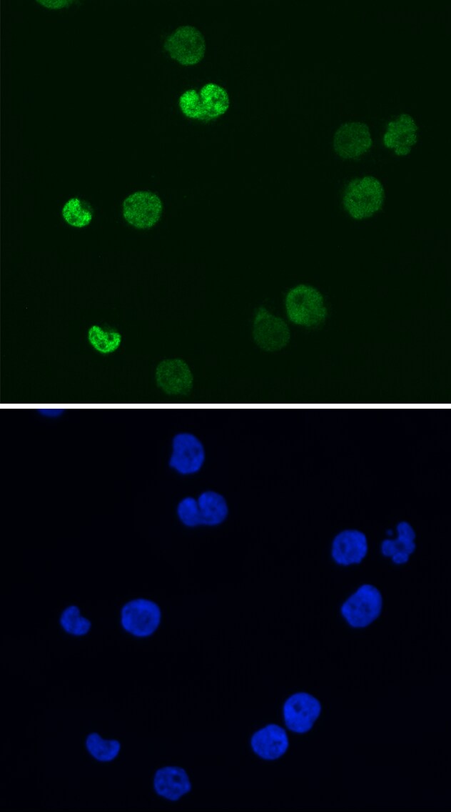 FOXO3 Antibody - BSA Free NB100-614