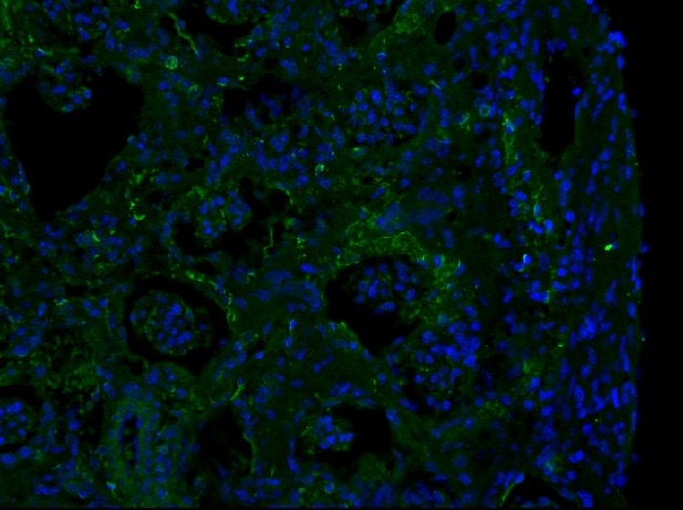 Fibronectin Antibody - BSA Free NBP1-91258