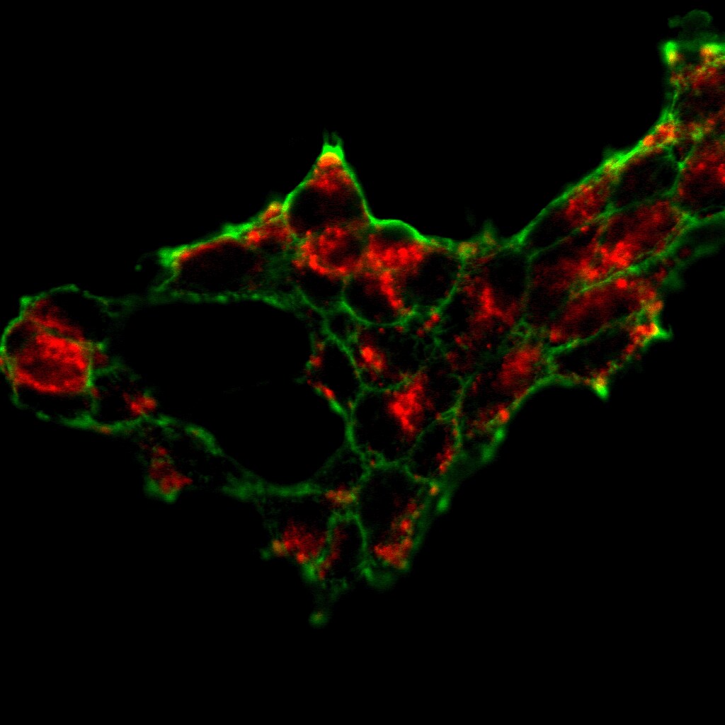 Human/Rat GDNF Antibody AF-212-NA