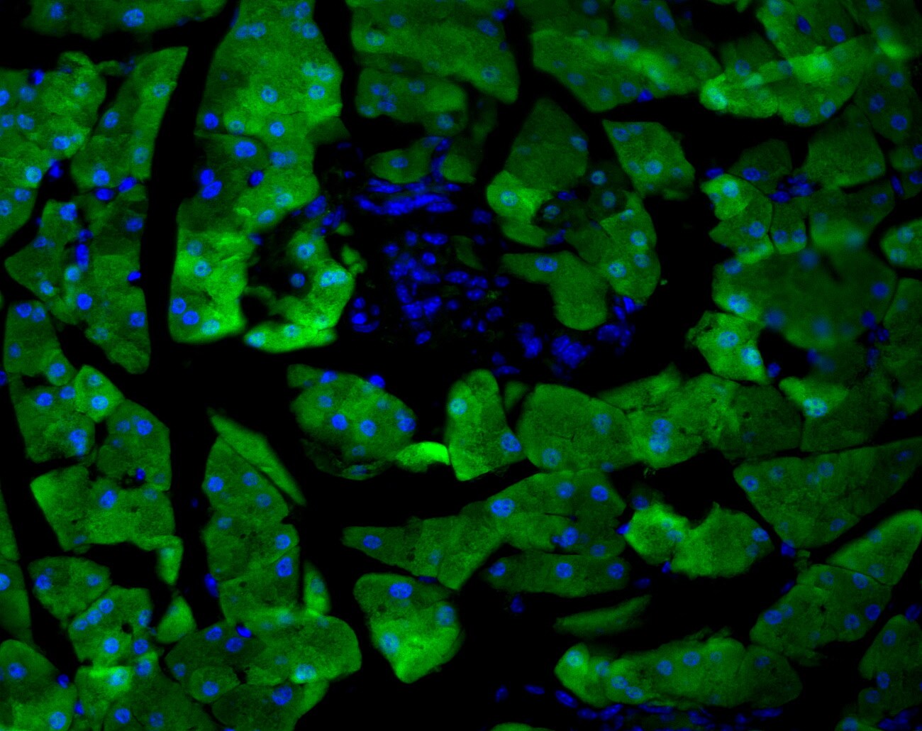 GFP Antibody - BSA Free NB600-308