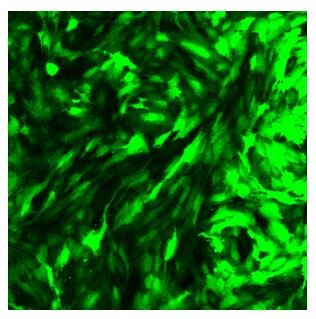 GFP Antibody - BSA Free NB600-308