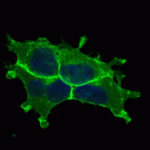 Rat GFR alpha-1/GDNF R alpha-1 Antibody AF560