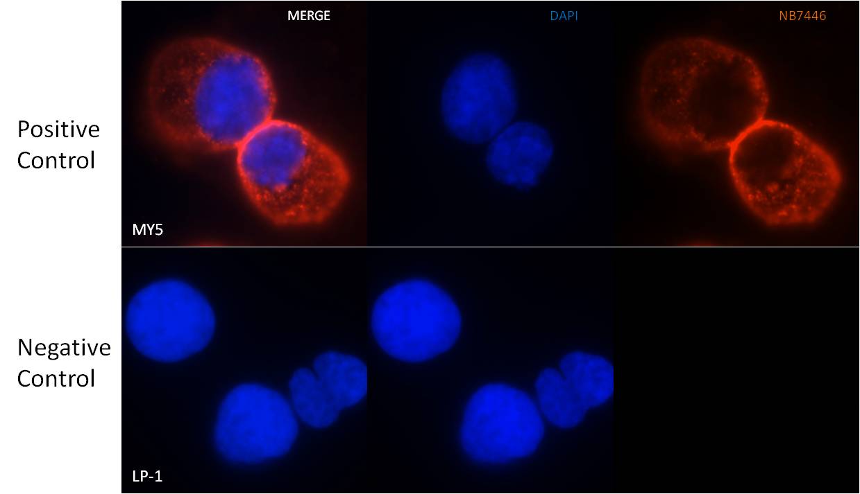 Goat anti-Human IgA Heavy Chain Secondary Antibody NB7441