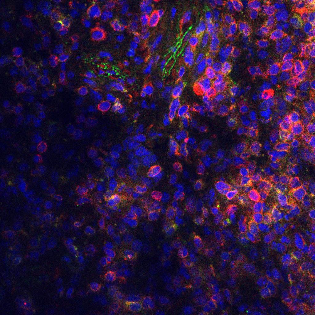 Donkey anti-Goat IgG (H+L) Secondary Antibody [DyLight 488] (Pre-adsorbed) NBP1-72843