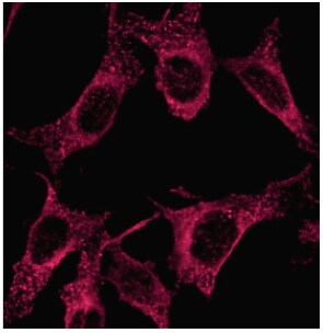 LC3A Antibody - BSA Free NB100-2331