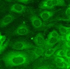 Goat anti-Mouse IgG Fc Secondary Antibody [DyLight 488] NBP1-72872