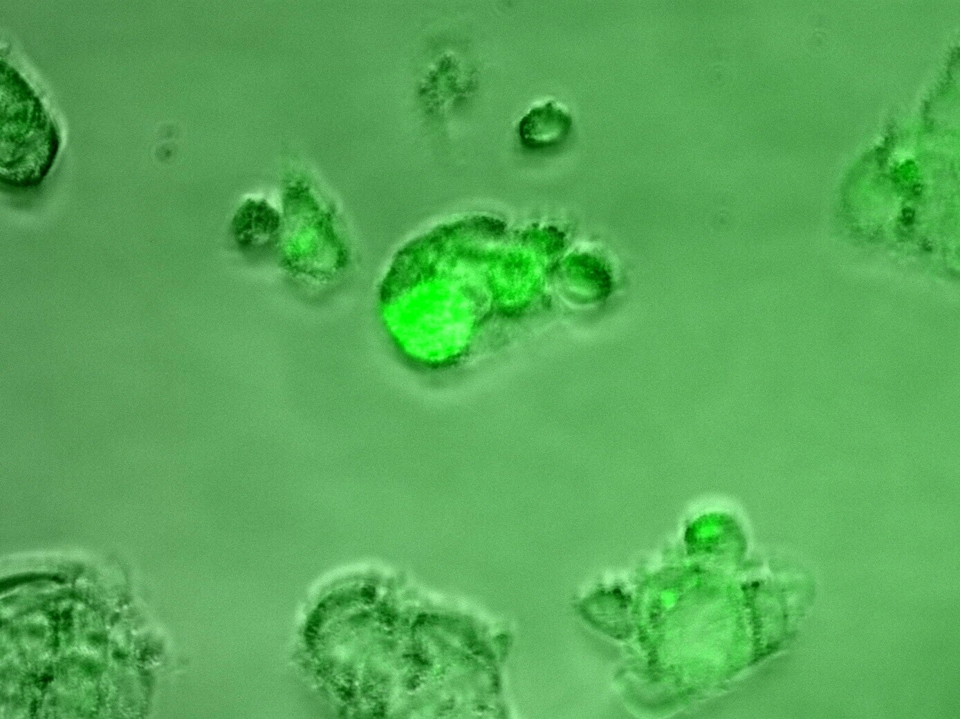 Rabbit anti-Mouse IgG (H+L) Secondary Antibody [DyLight 488] (Pre-adsorbed) NBP1-72889