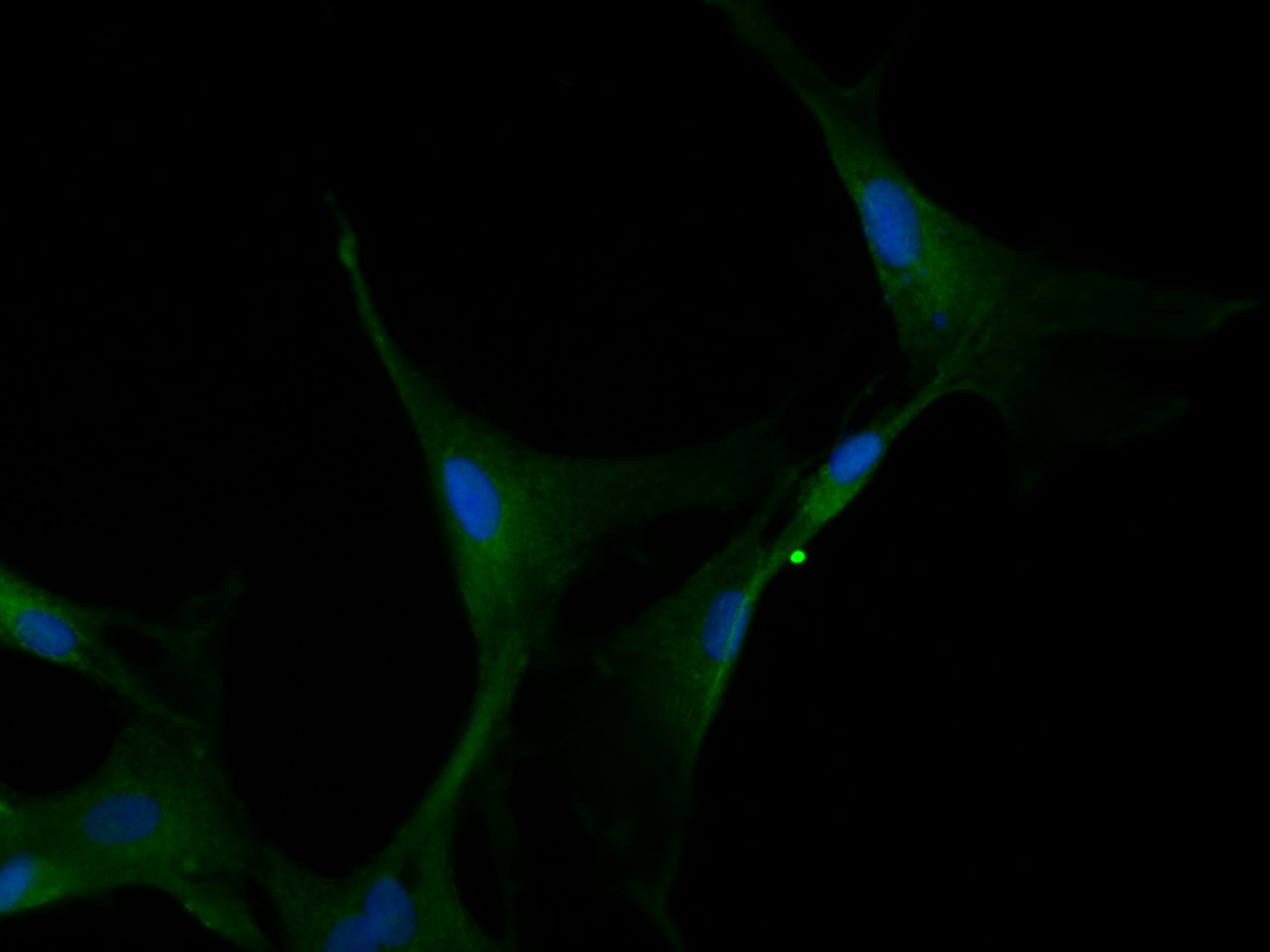 Nox4 Antibody - BSA Free NB110-58849