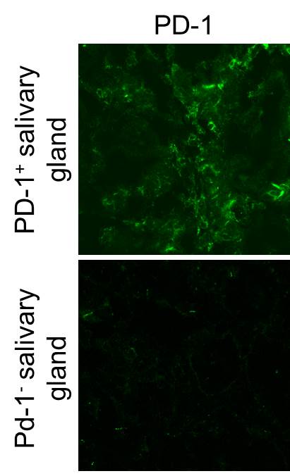 Human PD‑1 Antibody AF1086