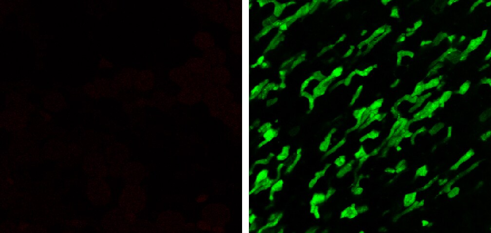 pSIVA Apoptosis Detection Kit NBP2-29382