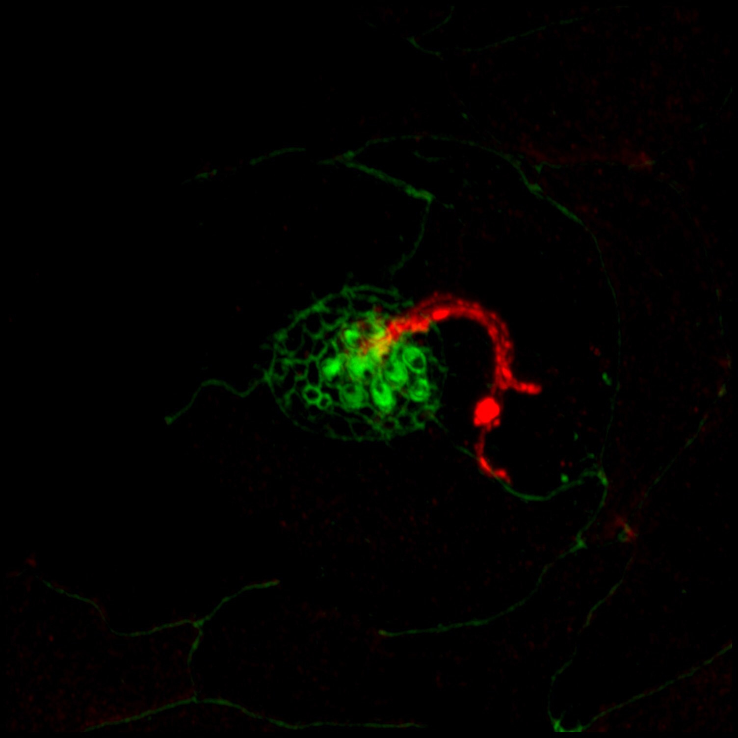 RAB8A Antibody (3G1) - Azide and BSA Free H00004218-M02