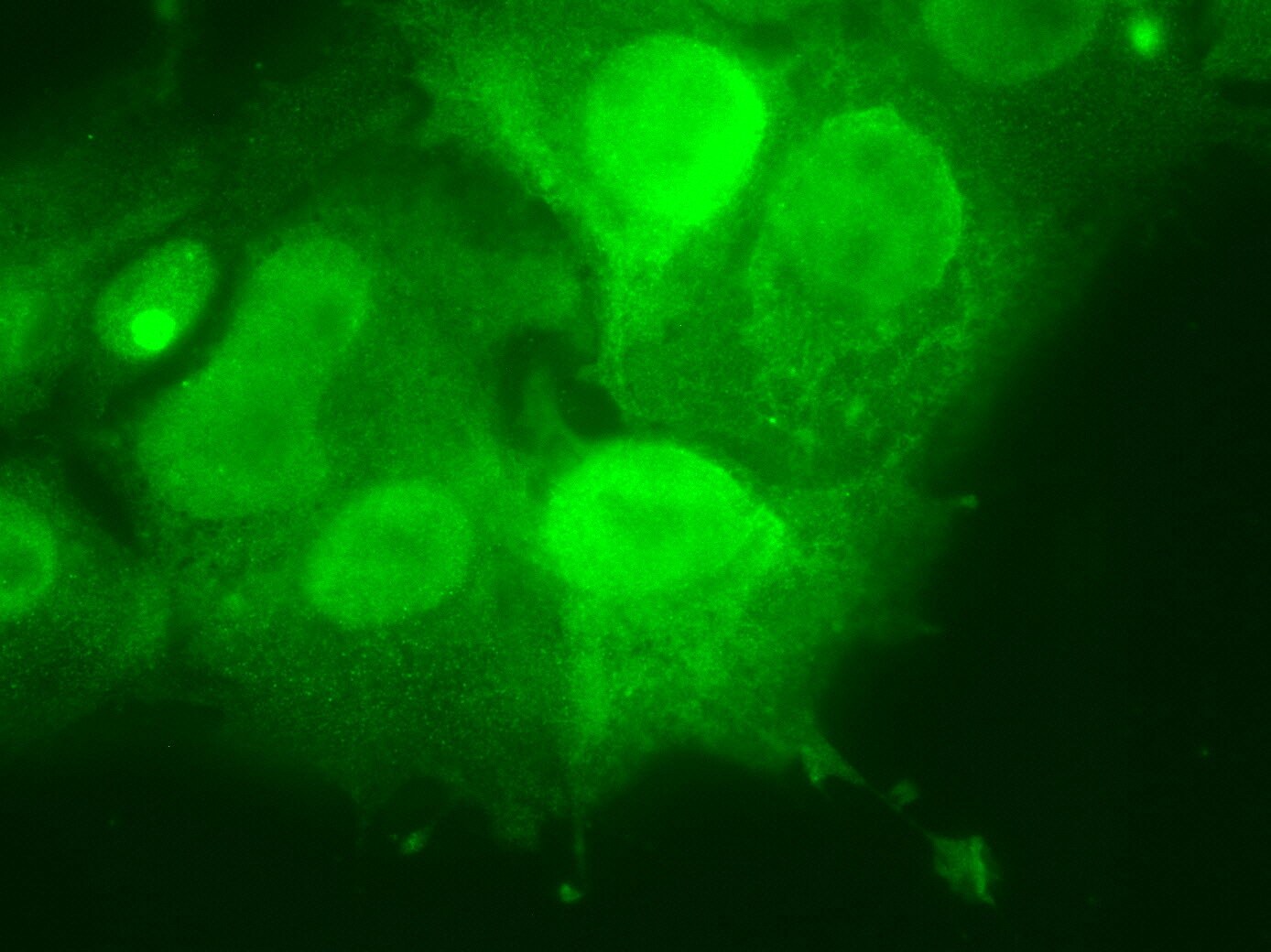 Goat anti-Rabbit IgG (H+L) Secondary Antibody [DyLight 488] (Pre-adsorbed) NBP1-72944