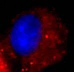 Donkey anti-Rabbit IgG (H+L) Secondary Antibody [DyLight 594] NBP1-75632