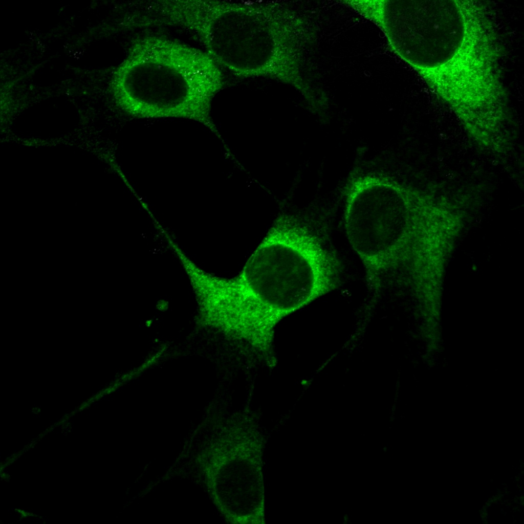 Human Ret Antibody AF1485