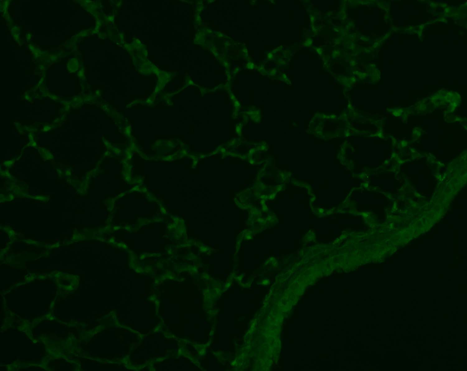Rev-erb A alpha/NR1D1 Antibody (4F6) - Azide and BSA Free H00009572-M02