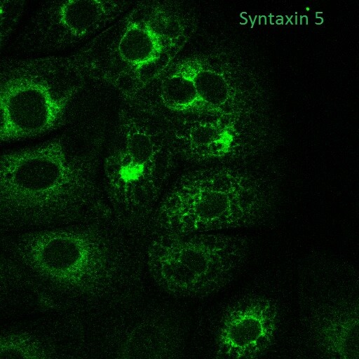 Syntaxin 5 Antibody - BSA Free NBP1-80771