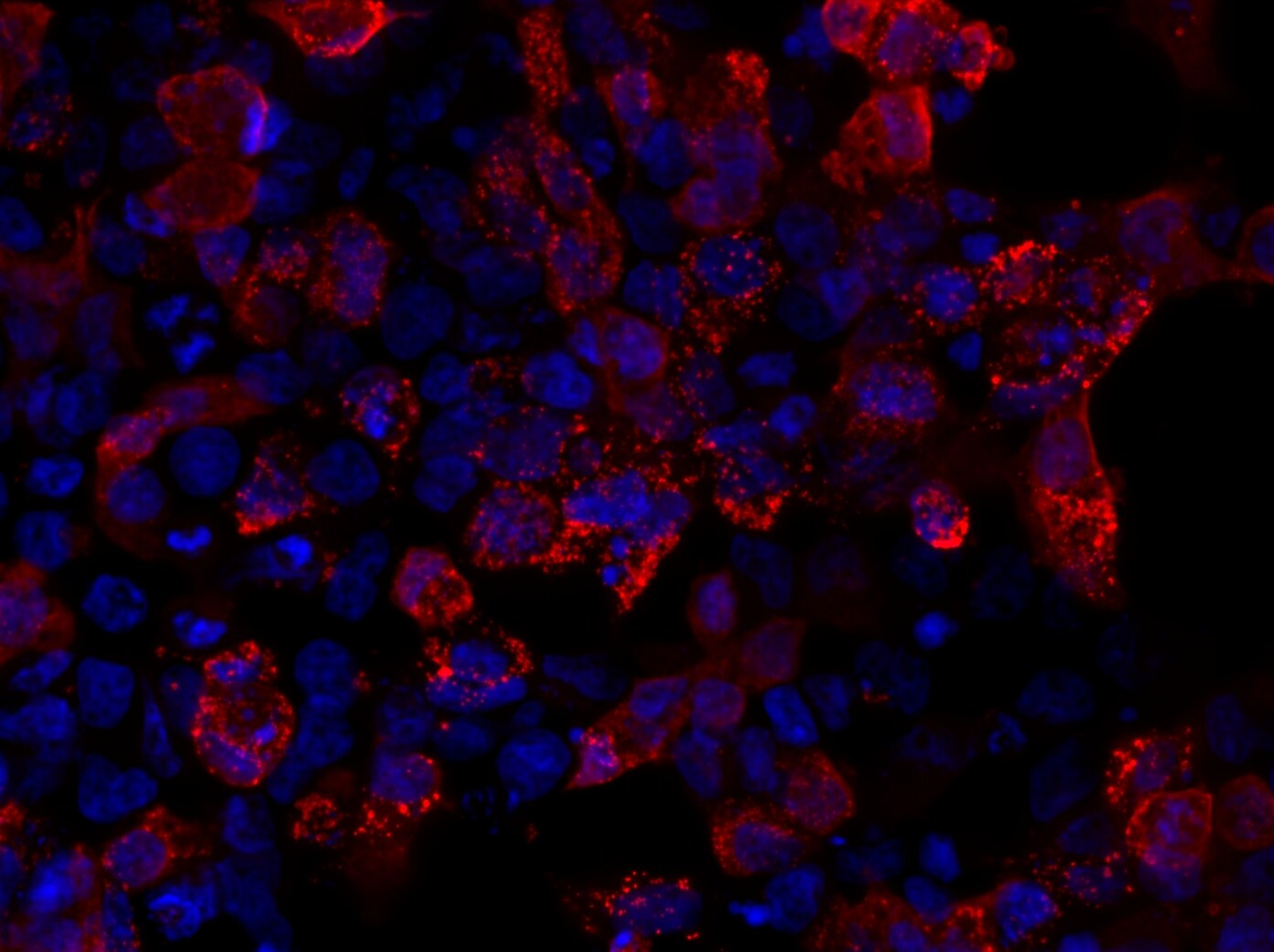 V5 Epitope Tag Antibody - BSA Free NB600-381