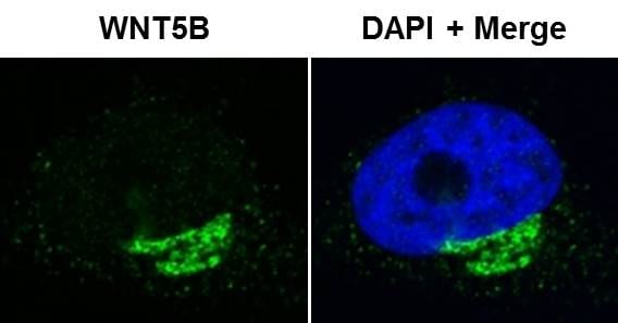 Wnt-5b Antibody - Azide and BSA Free H00081029-D01P