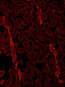 Human/Mouse/Rat beta-Catenin Antibody AF1329
