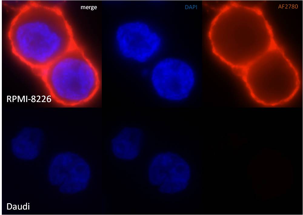 Human Syndecan‑1/CD138 Antibody AF2780