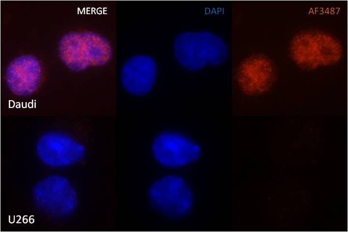 Human Pax5/BSAP Antibody AF3487