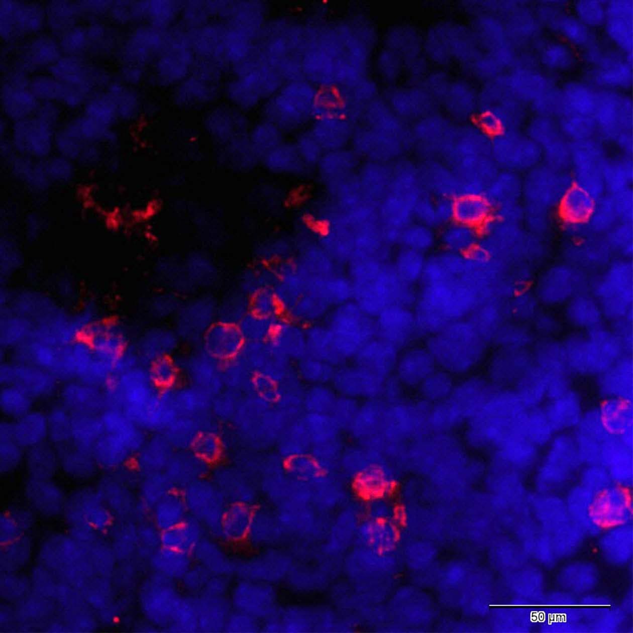 Mouse NKp46/NCR1 Biotinylated Antibody BAF2225