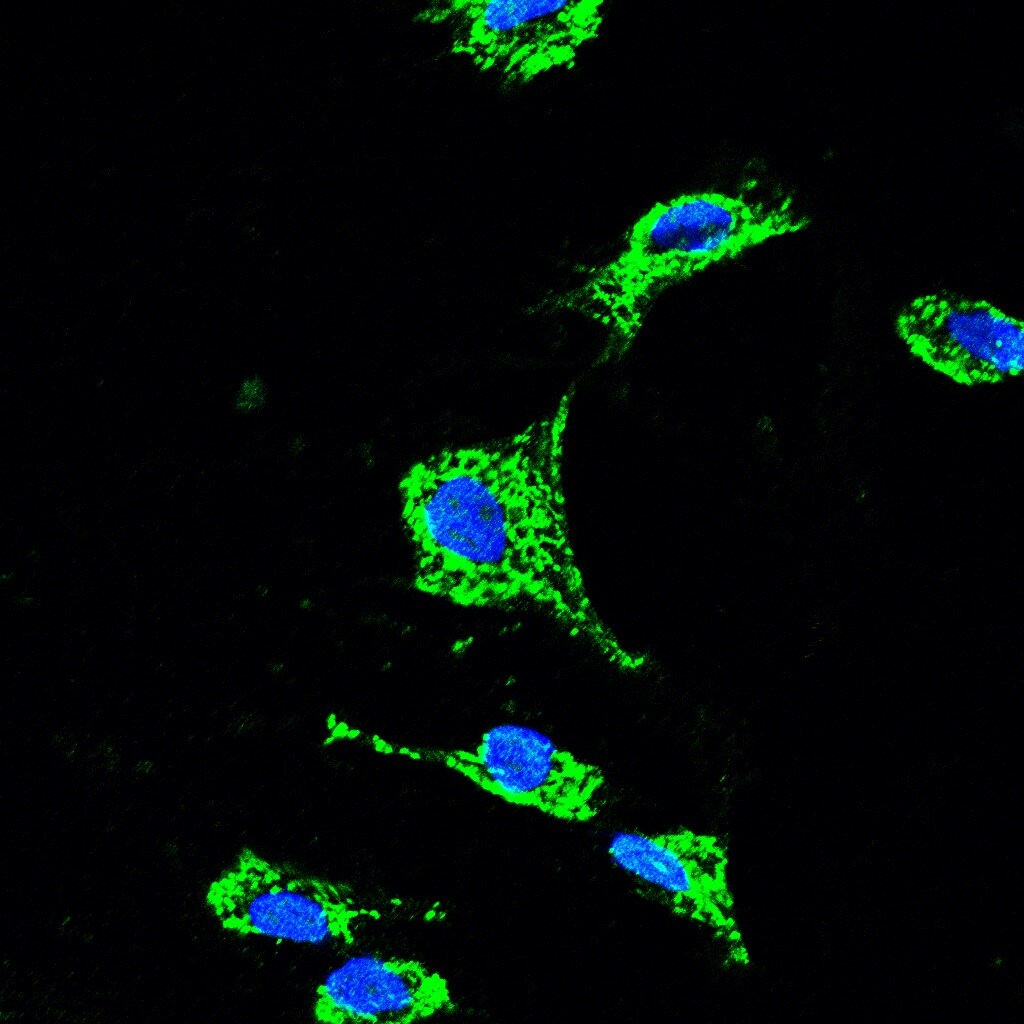 RHOT2 Antibody - Azide and BSA Free H00089941-B01P