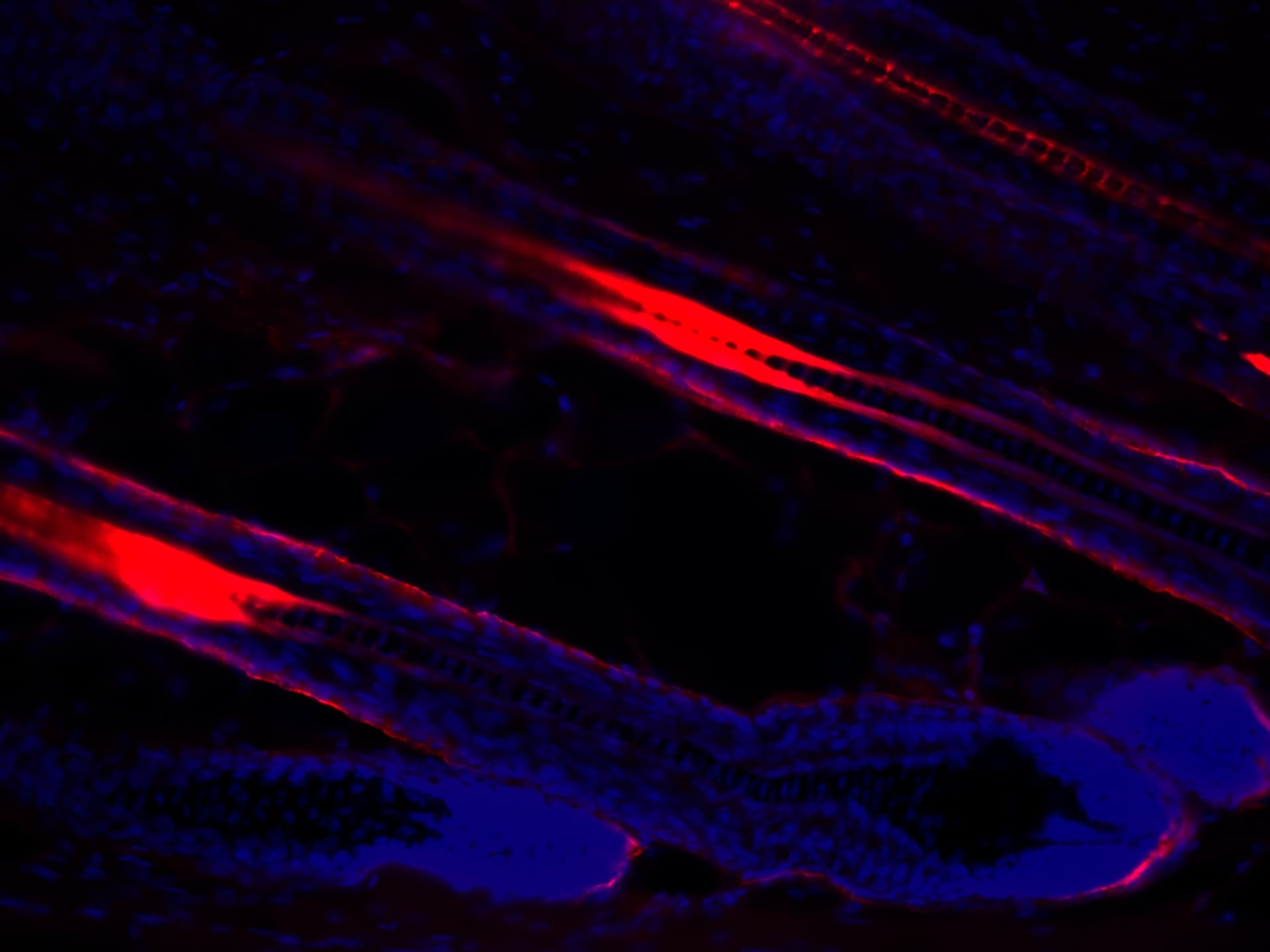 Human/Mouse Tenascin C Antibody MAB2138