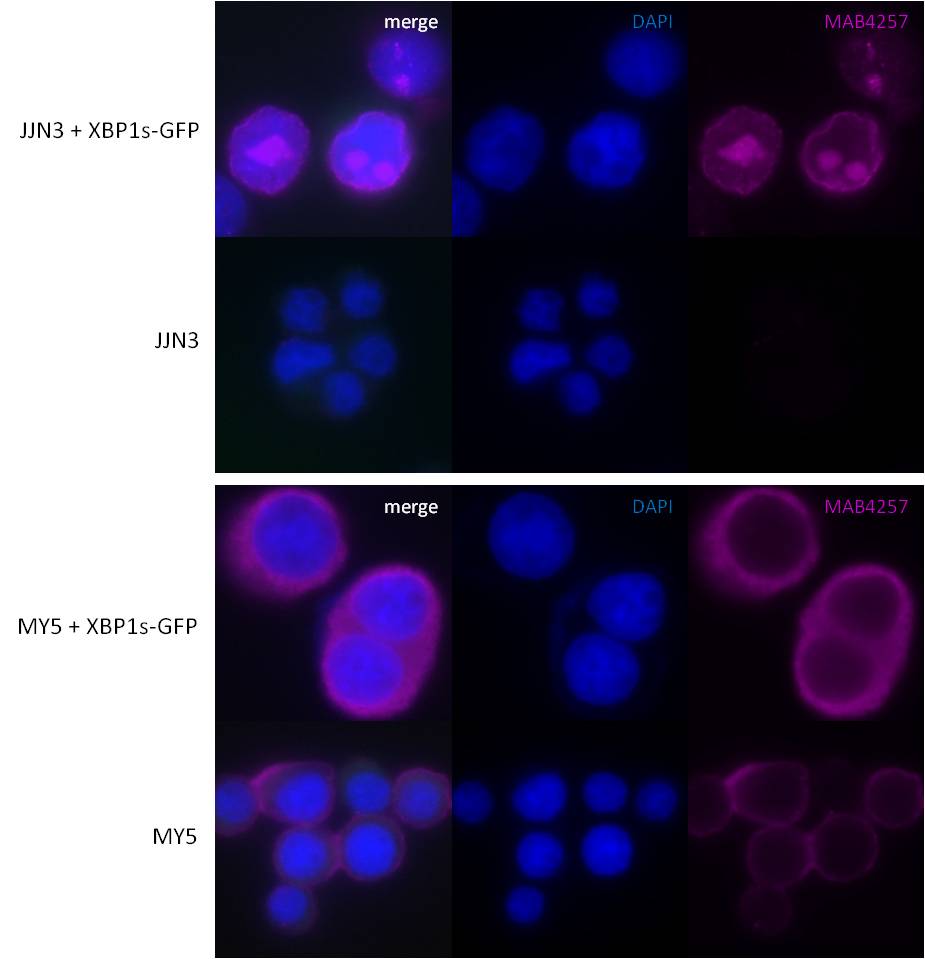 Human XBP1 (S Isoform) Antibody MAB4257