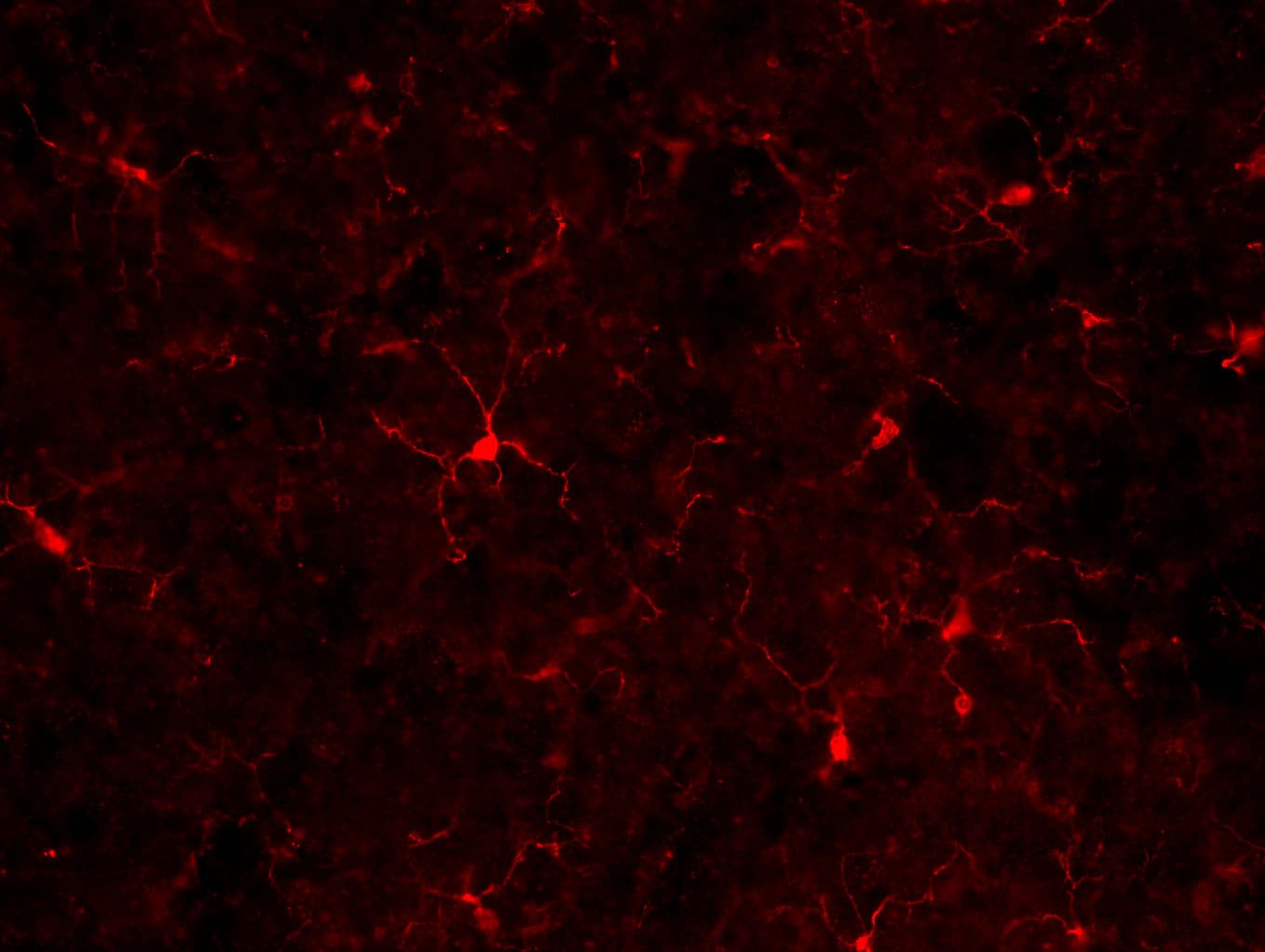 AIF-1/Iba1 Antibody NB100-1028