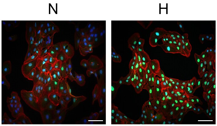 HIF-1 alpha Antibody - BSA Free NB100-134