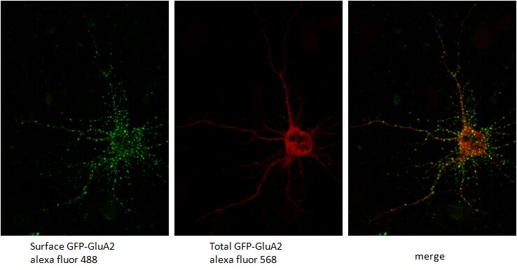 GFP Antibody - BSA Free NB100-1614
