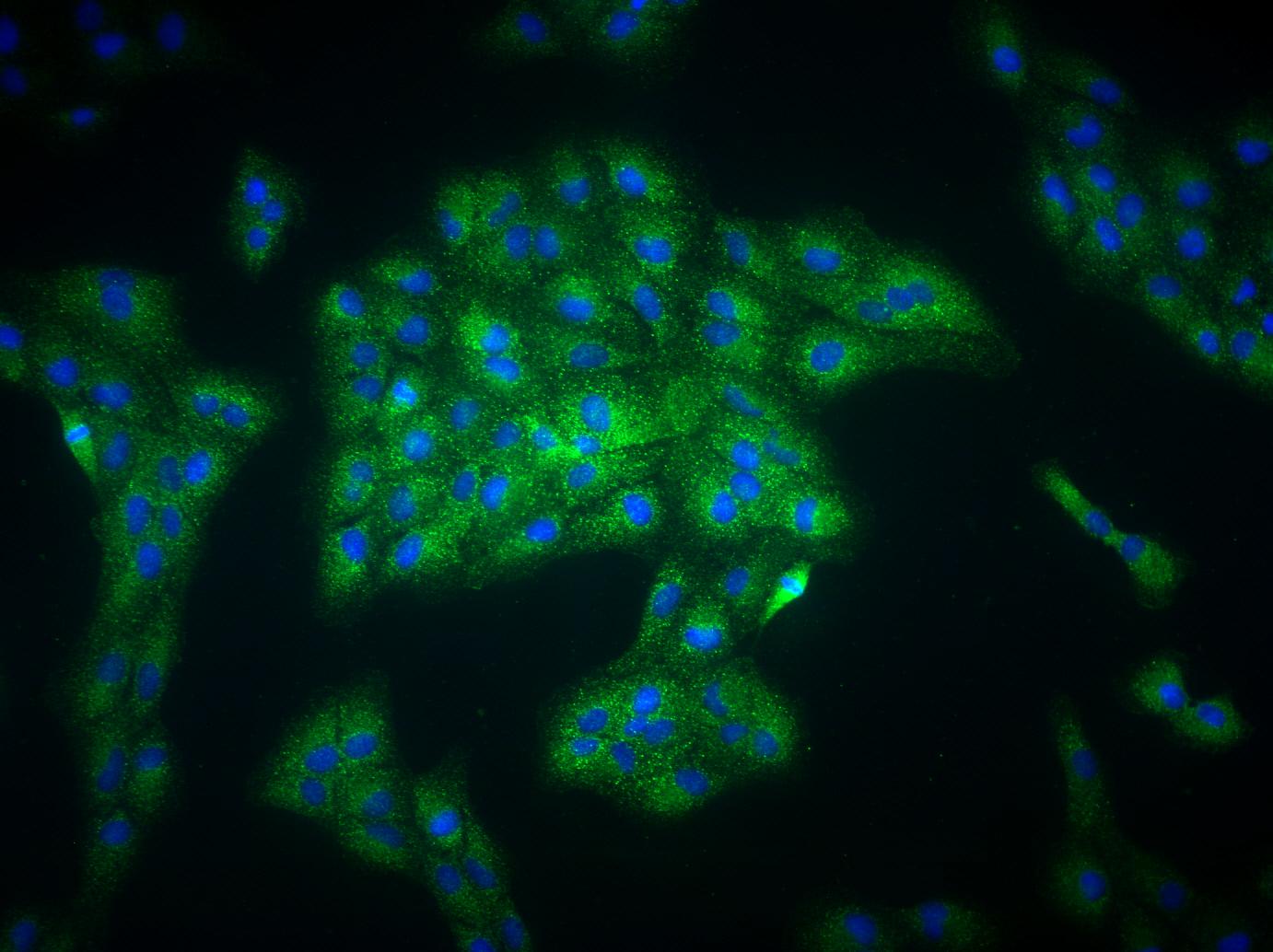 EGLN1/PHD2 Antibody - BSA Free NB100-2219