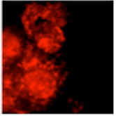 LC3B Antibody - BSA Free NB100-2220