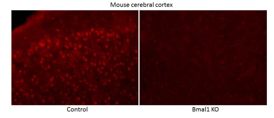 BMAL1 Antibody - BSA Free NB100-2288