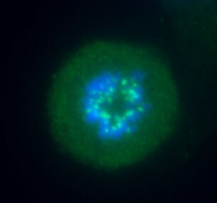 Aurora B Antibody - BSA Free NB100-294